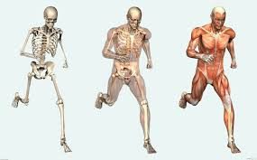 checkbody anatomia 1